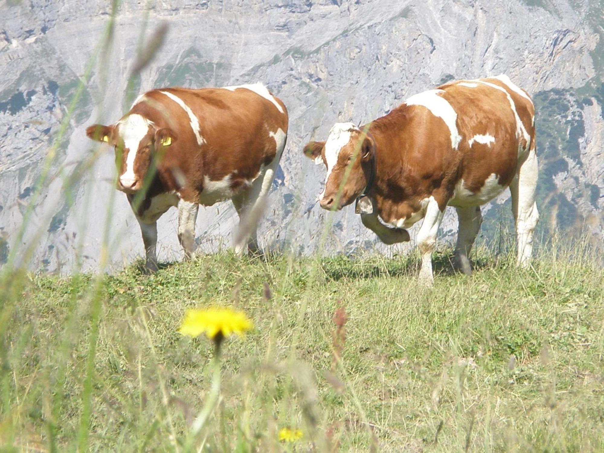 Hotel Gasthof Jaeger Zillertal シュリッタース エクステリア 写真